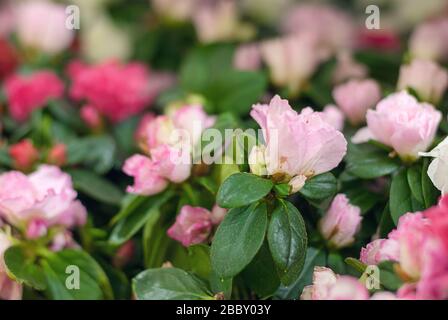 rhododendrons roses sur le marché des fleurs Banque D'Images