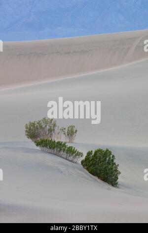 Vie dans le désert, dunes de sable de Mesquite Flat, parc national de la Vallée de la mort, Californie Banque D'Images