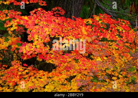 L'érable à vigne (Acer circinatum) quitte en automne le long de la rivière Umpqua Sud, forêt nationale Umpqua, Oregon Banque D'Images