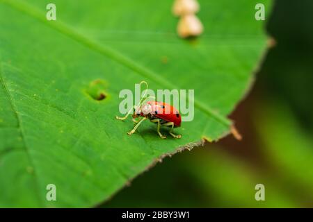 Le dendroctone du feuilles tachetées rouge et noir repose sur une feuille de la réserve forestière du nuage de Santa Elena, Monteverde, Costa Rica. Banque D'Images