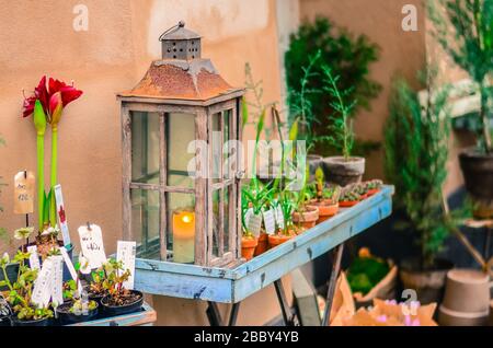 Lanterne vintage avec bougies brûlantes sur une étagère avec différentes plantes à vendre Banque D'Images
