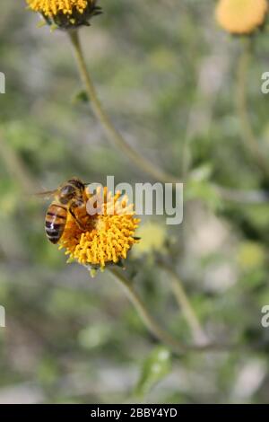 La périphérie de Twentynine Palms offre un habitat à cette plante indigène du désert de Mojave, Rayless Brittlebush, Encelia frutescens. Banque D'Images