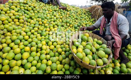 Marché de gros de chaux douce, Mosambi est un fruit tropical populaire. Fruits de limonette sucrée (Citrus limetta) à vendre sur le marché du koyambedu, Chennai Banque D'Images