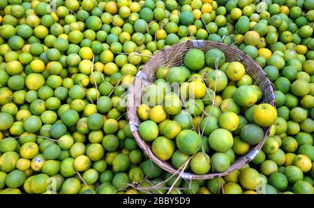 Marché de gros de chaux douce, Mosambi est un fruit tropical populaire. Fruits de limonette sucrée (Citrus limetta) à vendre sur le marché du koyambedu, Chennai Banque D'Images