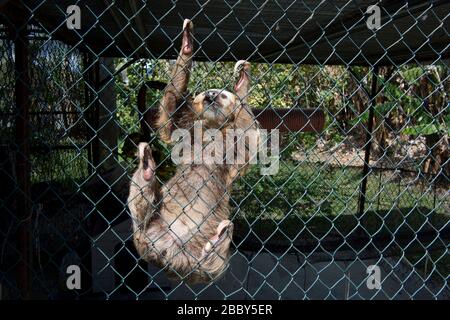 Sloth (Choloepus hoffmanni) à deux-toed de Hoffmann dans une cage dans l'ouest du Panama Banque D'Images