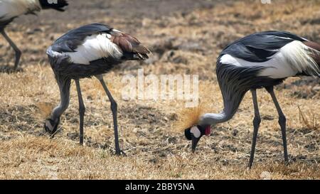 une grue grise couronnée se nourrit de flocs à ngorongoro Banque D'Images