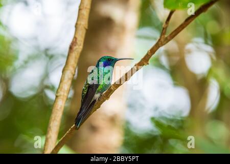 Moindre violette (Colibri cyanotus) au Refuge de la faune de Curi Cancha à Monteverde, Costa Rica. Banque D'Images