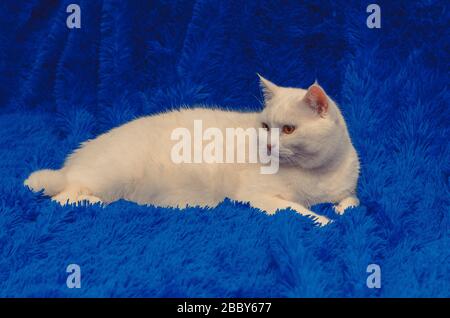 grand chat blanc avec yeux jaunes assis sur bleu Banque D'Images