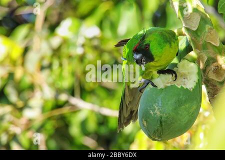 (Eunymphicus uvaeensis perruche d'Ouvéa) papaye manger sur l'île d'Ouvéa, Îles Loyauté, Nouvelle-Calédonie. C'est endémique à l'île d'Ouvéa. Banque D'Images