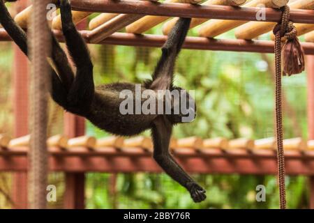 Singe araignée de jeunes Geoffroy (Ateles geoffroyi) jouant au Centre de sauvetage Jaguar de Puerto Viejo de Talamanca, Costa Rica. Banque D'Images