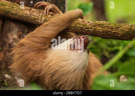 Sloth (Choloepus hoffmanni), deux-toed, grimpant sur une succursale du centre de sauvetage Jaguar de Puerto Viejo de Talamanca, dans la province de Limon, au Costa Rica. Banque D'Images