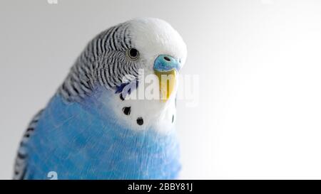 Melopsittacus undulatus. Portrait du perroquet ondulé bleu. Banque D'Images