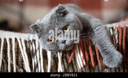 Felis catus SFS se trouve sur la table et manque. Banque D'Images