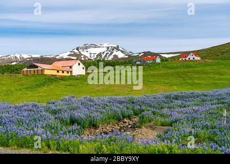 Emplacement pittoresque dans la campagne de l'Islande avec des lupins fleuris au premier plan Banque D'Images