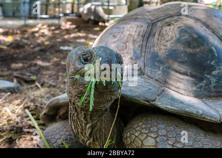 Portrait géant de la tortue dans les îles Seychelles Banque D'Images