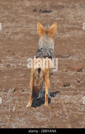 Chacal noir très alerte regardant dans la brousse à partir du désert de sable sec et aride dans le parc national Kruger. Banque D'Images