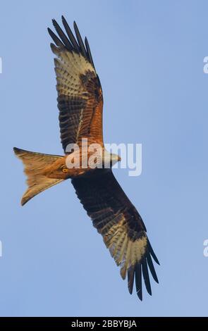 Sieversdorf, Allemagne. 01 avril 2020. Un cerf-volant rouge (Milvus milvus) cercles dans le ciel bleu. Avec une longueur d'environ 65 centimètres et une envergure de 180 centimètres, le cerf-volant rouge est légèrement plus grand qu'un buzzard. Sa caractéristique spéciale est sa longue queue, fourrée et rougeâtre. L'oiseau de proie est aussi connu communément sous le nom de cerf-volant rouge. En Allemagne, plus de la moitié de la population mondiale de cerfs-volants se reproduit. Crédit: Patrick Pleul/dpa-Zentralbild/ZB/dpa/Alay Live News Banque D'Images