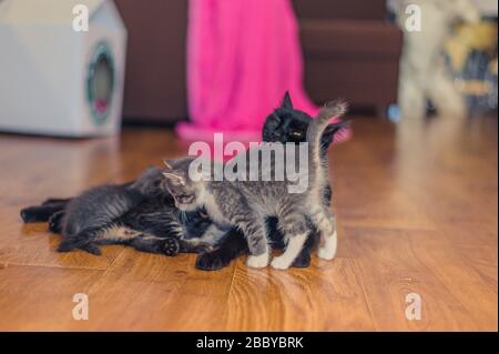 chat noir avec chatons sur un parquet dans la chambre Banque D'Images