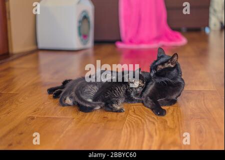 chat avec chatons se trouve sur un plancher en bois dans la chambre Banque D'Images
