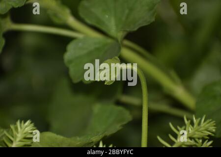 Photo de clôture d'une plante de fleur au moment de la floraison en Inde. Banque D'Images