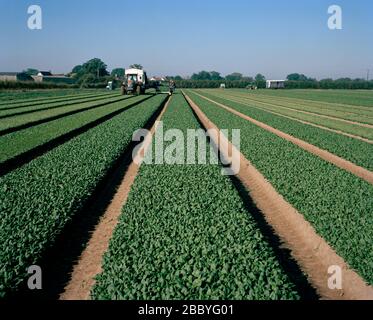 Norfolk - Pioneer & Severalls Farm fait partie du groupe familial Guy Shropshire à Wissington Norfolk; il produit jusqu'à 2800 tonnes Banque D'Images