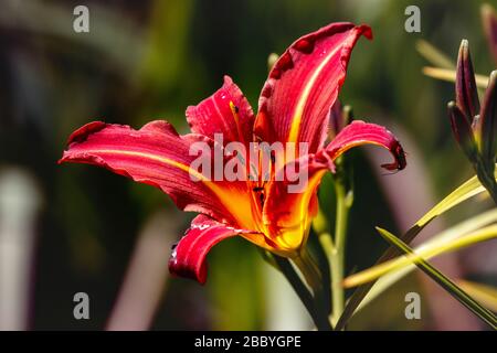 fleur de lilium rouge orangé Banque D'Images