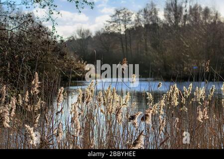 vue sur le lac à travers les roseaux Banque D'Images