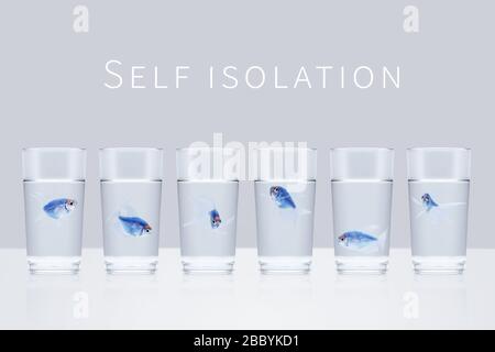 Six poissons d'aquarium bleus dans des verres séparés avec de l'eau sur un fond gris avec les mots auto isolation. Quarantaine, isolement, distance sociale con Banque D'Images