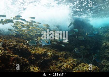 École de poissons (béliers de mer) avec rupture de vagues sur le rocher sous l'eau en mer Méditerranée, Côte d'Azur, France Banque D'Images