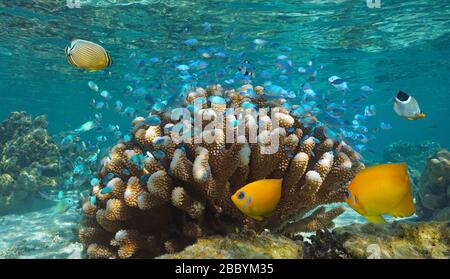Une cime de poissons tropicaux (principalement de chromis bleu-vert) regroupés autour de corail choux-fleurs sous l'eau, océan Pacifique, Polynésie française, Océanie Banque D'Images