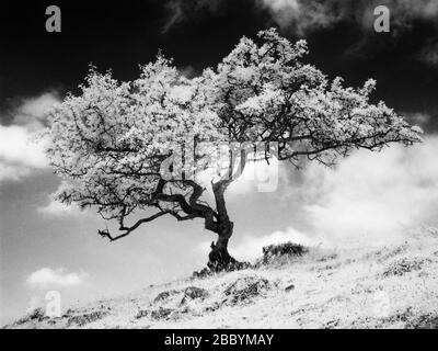 Image infrarouge monochrome d'un arbre d'aubépine Banque D'Images