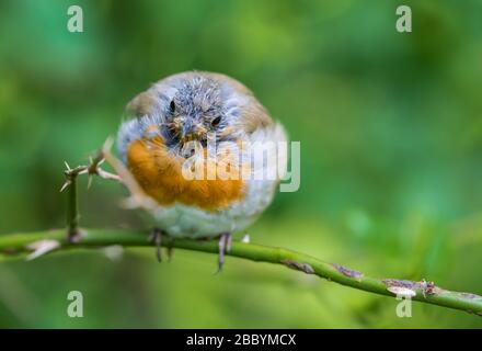 Rouge-gorge européen (erithacus rubecula) en mue, perché sur une tordeuse en été à West Sussex, Angleterre, Royaume-Uni. Robin mue, perdant des plumes. Robin Bald. Banque D'Images