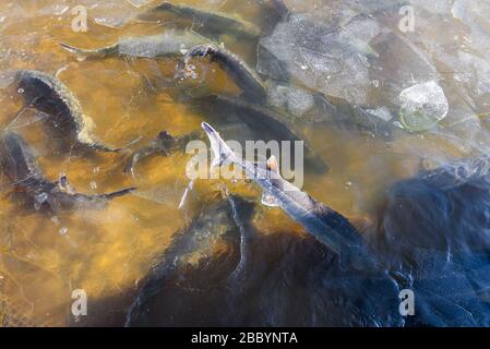 Les esturgeons grands poissons dans l'eau de rivière. Ce poisson est une source de caviar et de chair savoureuse. Banque D'Images