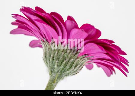 Gros plan de la face inférieure d'une Gerbera rose foncé sur un fond blanc Banque D'Images