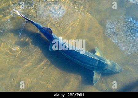 Le gros poisson de l'esturgeon dans l'eau de la rivière. Ce poisson est une source de caviar et de chair savoureuse. Banque D'Images