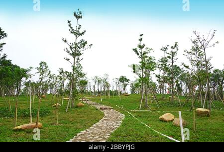 Arbres nouvellement plantés dans le parc.arbres nouvellement plantés avec des pelouses vertes chemin de pierre dans le parc, Zhongshan, Guangdong, Chine. Design de paysage de jardin. Banque D'Images