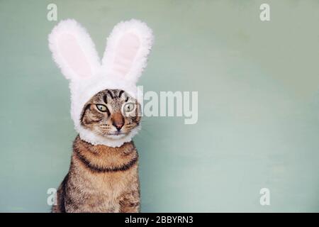 Jeune chat européen Shorthair portant des oreilles de lapin drôle. Banque D'Images