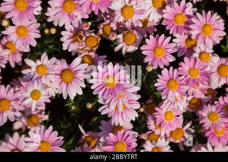 Fond coloré de Margaret flower.,Daisy Banque D'Images