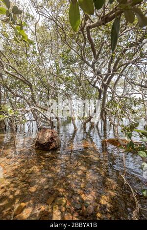 Mangroves fluviales (Aegiceras corniculatum) immergées sous une marée entrante sur les rives de la rivière Myall près de Tea Gardens, Nouvelle-Galles du Sud, Australie Banque D'Images