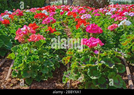 Flowerbed avec des fleurs colorées de géraniums en rayons du soleil. Fond floral, mise au point sélective, lumière naturelle du soleil Banque D'Images