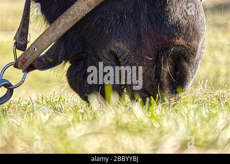 Cheval brun mangeant de l'herbe verte fraîche à la prairie. Nez de cheval gros plan Banque D'Images