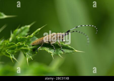 Le longicorne gris à fleurs dorées (Agapanthia villosoviridescens) sur une feuille de chardon. Banque D'Images