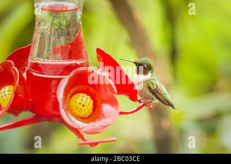 Un petit colibri à gorge rubis buvant du nectar dans mon arrière-cour Banque D'Images