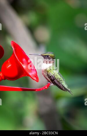 Un petit colibri à gorge rubis buvant du nectar dans mon arrière-cour Banque D'Images