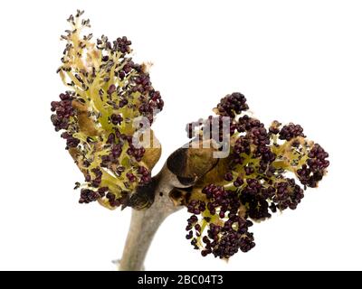 Fleurs émergeantes de la cendre commune, Fraxinus excelsior, sur un fond blanc Banque D'Images