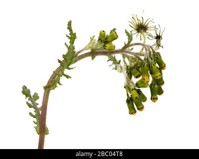 Fleurs et feuillage des espèces annuelles de mauvaises herbes britanniques, Senecio vulgaris, fond blanc Banque D'Images