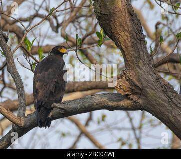 Un Aigle Serpent de Crested perché sur une branche du parc national de Jim Corbett, Uttarakhand, Inde Banque D'Images