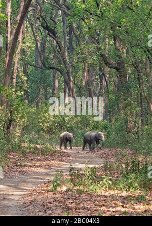 Éléphants d'Asie sur la piste de safari au parc national de Jim Corbett, Uttarakhand, Inde Banque D'Images