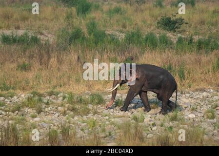 Une clôture de Laal Kaan, un éléphant d'Asie adulte au parc national de Jim Corbett, Uttarakhand, Inde Banque D'Images