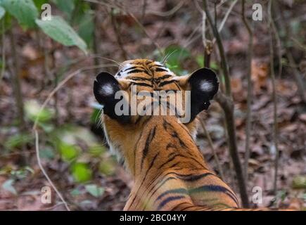 Une photo de Tiger Ears au parc Jim Corbett Nationa, Uttarakhand, Inde Banque D'Images